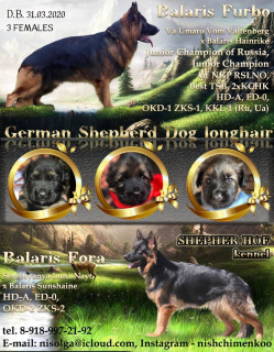 Photo №2 to announcement № 6433 for the sale of german shepherd - buy in Russian Federation from nursery