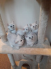 Additional photos: Two lovely British shorthair kittens available now