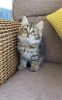 Photo №3. Siberian kittens. Germany