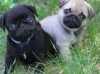 Photo №1. pug - for sale in the city of Paris | negotiated | Announcement № 124752