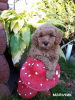 Photo №4. I will sell poodle (toy) in the city of Minsk. breeder - price - 400$