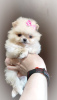 Photo №2 to announcement № 103106 for the sale of pomeranian - buy in Belarus breeder