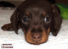 Photo №4. I will sell dachshund in the city of Москва. breeder - price - 651$