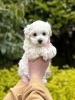 Additional photos: Maltipoo puppy