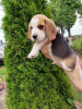 Photo №4. I will sell beagle in the city of Лида. private announcement - price - 400$