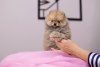 Photo №4. I will sell pomeranian in the city of Warsaw. private announcement, breeder - price - 1479$