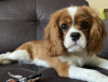 Photo №2 to announcement № 105775 for the sale of cavalier king charles spaniel - buy in Russian Federation private announcement