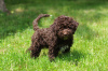 Additional photos: Lagotto Romagnolo puppies