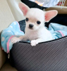 Photo №2 to announcement № 111744 for the sale of chihuahua - buy in Finland 