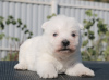 Additional photos: West Highland White Terrier puppies girls