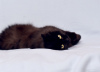 Additional photos: Luxurious, graceful cat Bagheera is looking for a home!