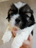 Photo №2 to announcement № 113607 for the sale of lhasa apso, shih tzu - buy in Estonia private announcement, from nursery, breeder