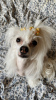 Photo №1. chinese crested dog - for sale in the city of Москва | negotiated | Announcement № 95462