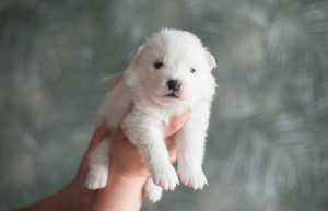 Photo №1. samoyed dog - for sale in the city of Surgut | negotiated | Announcement № 6326