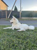 Photo №4. I will sell akita in the city of Gomel. private announcement - price - 317$