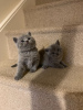 Photo №1. british shorthair - for sale in the city of Husum | 317$ | Announcement № 88562