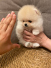 Photo №2 to announcement № 110357 for the sale of pomeranian - buy in Germany 