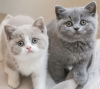 Photo №3. British shorthair. Germany