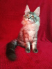 Photo №2 to announcement № 43451 for the sale of maine coon - buy in Russian Federation from nursery