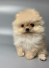 Additional photos: Pomeranian Spitz puppies.