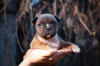 Photo №1. american staffordshire terrier - for sale in the city of Kiev | 1814$ | Announcement № 10330