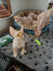 Photo №2 to announcement № 13811 for the sale of devon rex - buy in Norway private announcement