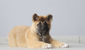 Photo №2 to announcement № 1492 for the sale of american akita - buy in Russian Federation from nursery
