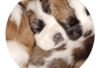 Photo №1. st. bernard - for sale in the city of Berlin | Is free | Announcement № 127092