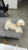 Photo №2 to announcement № 105426 for the sale of poodle (dwarf) - buy in Georgia breeder