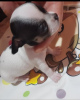 Additional photos: Princess Mini Chihuahuas