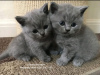 Photo №2 to announcement № 71717 for the sale of british shorthair - buy in Australia private announcement, breeder