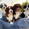 Photo №2 to announcement № 119834 for the sale of australian shepherd - buy in Bosnia and Herzegovina private announcement