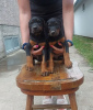 Photo №3. DOBERMAN puppies of the highest quality. Serbia