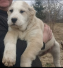 Photo №4. I will sell central asian shepherd dog in the city of Благоевград. from nursery, breeder - price - 687$