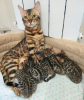 Photo №3. 8 Bengal Kittens ready for a new home. Finland