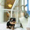 Photo №2 to announcement № 107787 for the sale of yorkshire terrier - buy in Finland private announcement, breeder