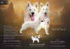 Photo №1. berger blanc suisse - for sale in the city of Москва | negotiated | Announcement № 15813