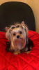 Photo №3. Yorkshire terrier girl. Russian Federation