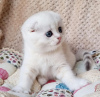 Photo №1. scottish fold - for sale in the city of New York | 280$ | Announcement № 100503