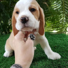 Photo №3. beagle puppies. Germany