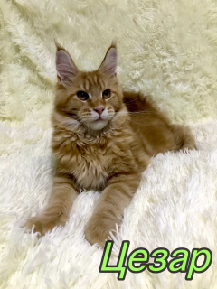 Photo №4. I will sell maine coon in the city of St. Petersburg. from nursery - price - 339$