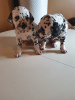 Photo №3. White Dalmatian puppies. Lithuania