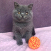 Photo №1. british shorthair - for sale in the city of London | 264$ | Announcement № 121989