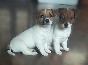 Photo №1. jack russell terrier - for sale in the city of Moscow | Negotiated | Announcement № 1235