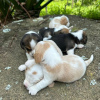 Photo №2 to announcement № 125058 for the sale of beagle - buy in Finland private announcement