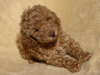 Additional photos: Red dwarf poodle