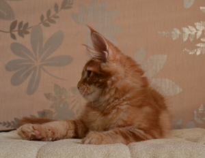 Photo №2 to announcement № 5298 for the sale of maine coon - buy in Russian Federation from nursery, breeder