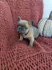 Photo №1. french bulldog - for sale in the city of Tirana | Is free | Announcement № 16185