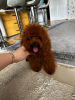 Photo №1. poodle (dwarf) - for sale in the city of Неаполь | negotiated | Announcement № 69022