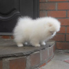 Photo №2 to announcement № 117473 for the sale of pomeranian - buy in Germany private announcement